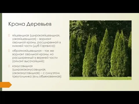 Крона Деревьев яйцевидная (широкояйцевидная, узкояйцевидная) – вариант овальной кроны, расширенной в