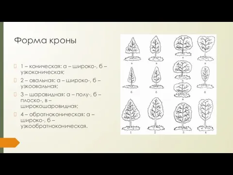 Форма кроны 1 – коническая: а – широко-, б – узкоконическая;