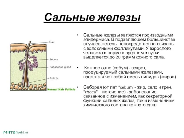 Сальные железы Сальные железы являются производными эпидермиса. В подавляющем большинстве случаев