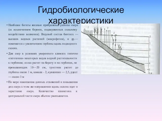 Гидробиологические характеристики Наиболее богаты жизнью прибрежные районы озера (за исклю­чением береюв,