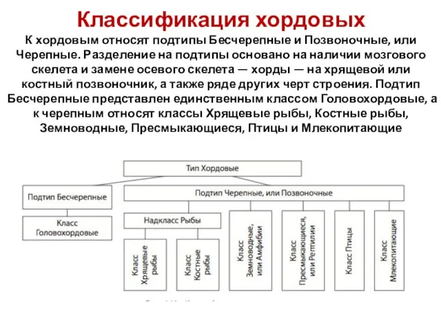 Классификация хордовых К хордовым относят подтипы Бесчерепные и Позвоночные, или Черепные.