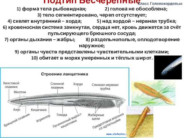 Подтип Бесчерепные 1) форма тела рыбовидная; 2) голова не обособлена; 3)