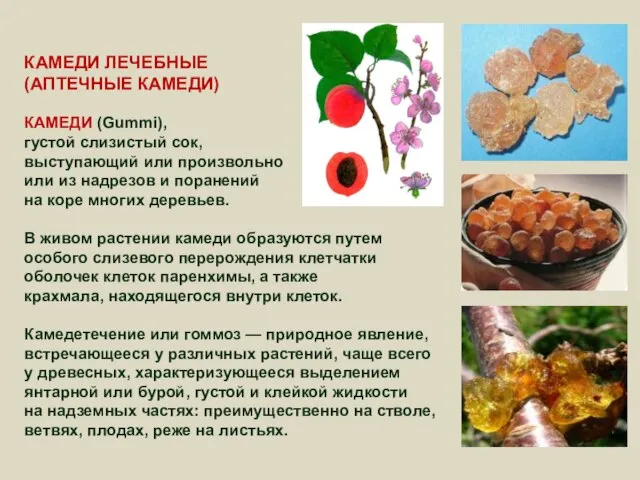 КАМЕДИ ЛЕЧЕБНЫЕ (АПТЕЧНЫЕ КАМЕДИ) КАМЕДИ (Gummi), густой слизистый сок, выступающий или