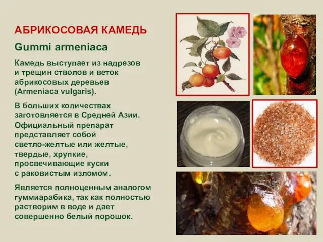 АБРИКОСОВАЯ КАМЕДЬ Gummi armeniaca Камедь выступает из надрезов и трещин стволов