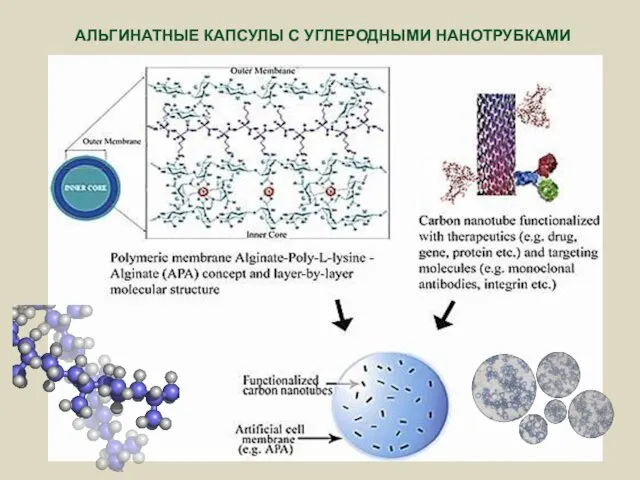 АЛЬГИНАТНЫЕ КАПСУЛЫ С УГЛЕРОДНЫМИ НАНОТРУБКАМИ