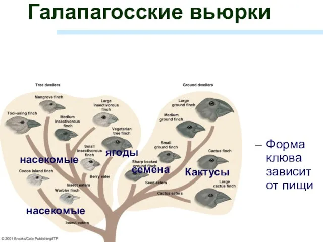 Галапагосские вьюрки Форма клюва зависит от пищи ягоды Кактусы семена