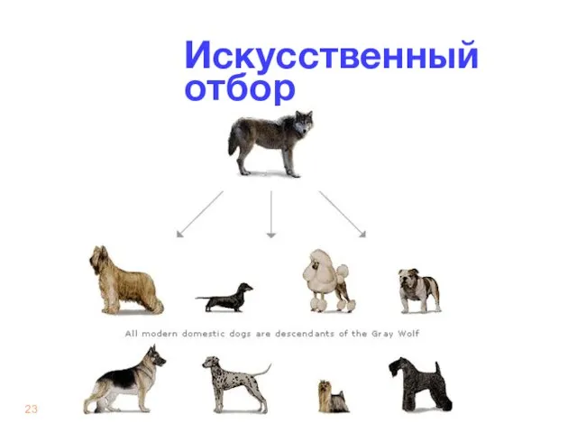 Искусственный отбор