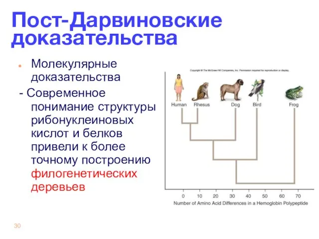 Пост-Дарвиновские доказательства Молекулярные доказательства - Современное понимание структуры рибонуклеиновых кислот и