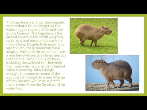 The Capybara is a large, semi-aquatic rodent that is found inhabiting