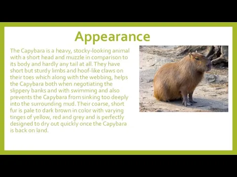 Appearance The Capybara is a heavy, stocky-looking animal with a short