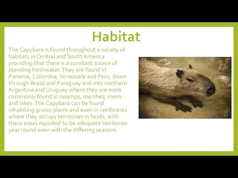 Habitat The Capybara is found throughout a variety of habitats in