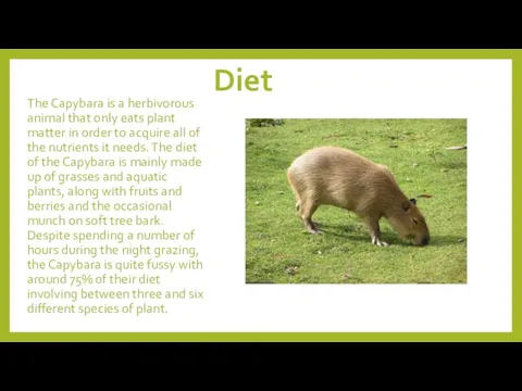 Diet The Capybara is a herbivorous animal that only eats plant