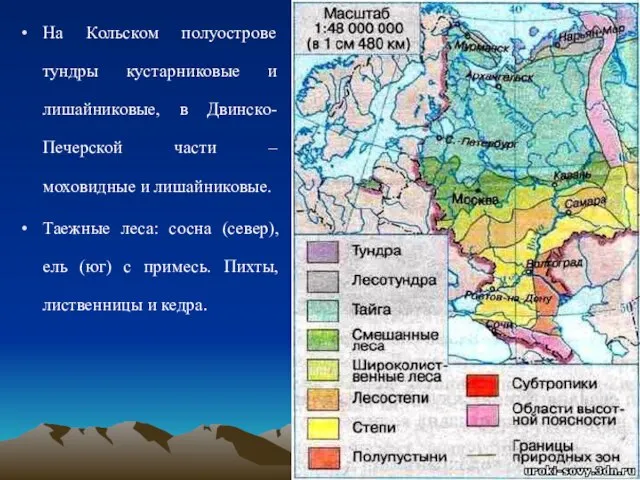 На Кольском полуострове тундры кустарниковые и лишайниковые, в Двинско-Печерской части –