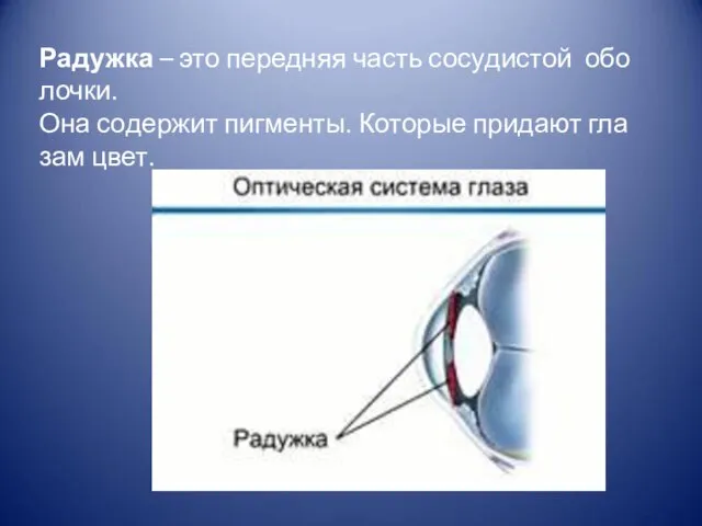 Ра­дуж­ка – это пе­ред­няя часть со­су­ди­стой обо­лоч­ки. Она со­дер­жит пиг­мен­ты. Ко­то­рые при­да­ют гла­зам цвет.