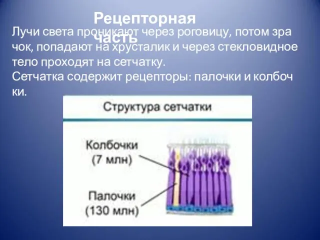 Лучи света про­ни­ка­ют через ро­го­ви­цу, потом зра­чок, по­па­да­ют на хру­ста­лик и