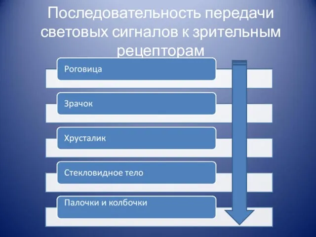 Последовательность передачи световых сигналов к зрительным рецепторам