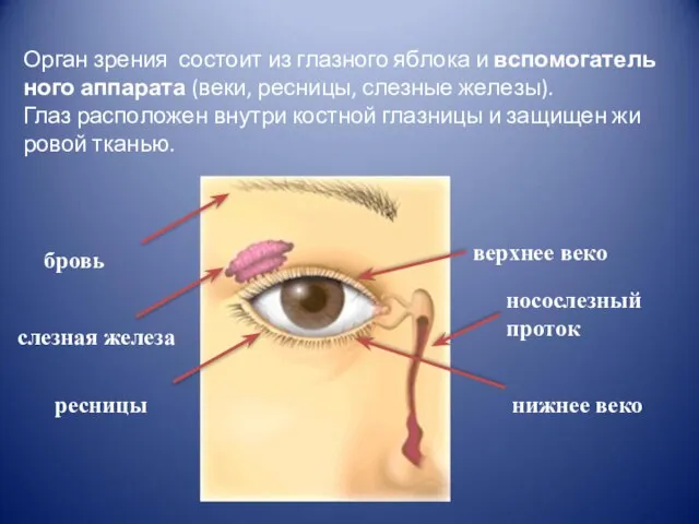 бровь слезная железа ресницы носослезный проток верхнее веко нижнее веко Орган
