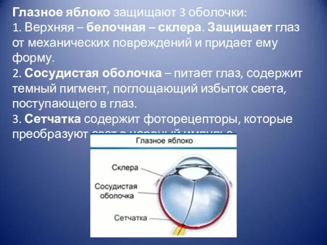 Глаз­ное яб­ло­ко за­щи­ща­ют 3 обо­лоч­ки: 1. Верх­няя – бе­лоч­ная – скле­ра.