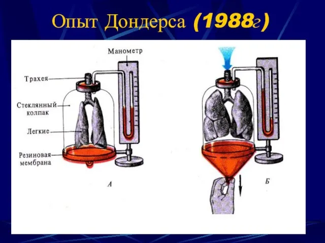 Опыт Дондерса (1988г)