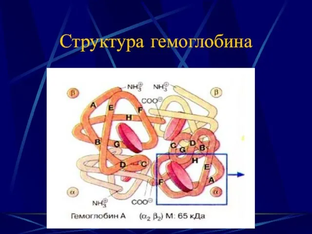 Структура гемоглобина