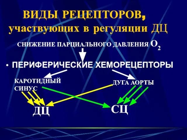 ВИДЫ РЕЦЕПТОРОВ, участвующих в регуляции ДЦ ПЕРИФЕРИЧЕСКИЕ ХЕМОРЕЦЕПТОРЫ КАРОТИДНЫЙ СИНУС ДУГА