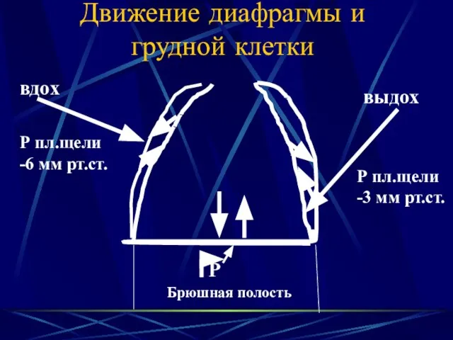 Движение диафрагмы и грудной клетки вдох выдох Р Брюшная полость Р