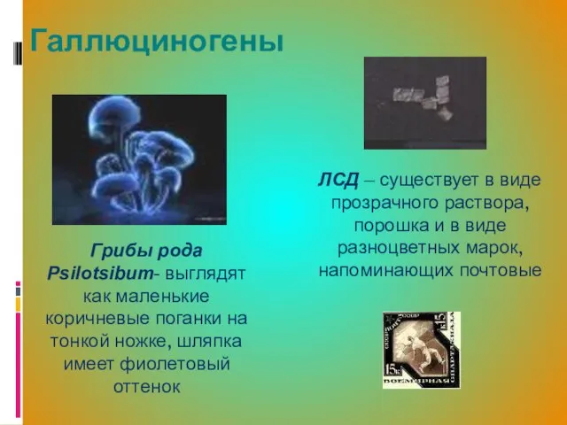 Галлюциногены Грибы рода Psilotsibum- выглядят как маленькие коричневые поганки на тонкой