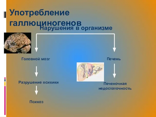 Употребление галлюциногенов Головной мозг Психоз Печень Печеночная недостаточность Разрушение психики Нарушения в организме