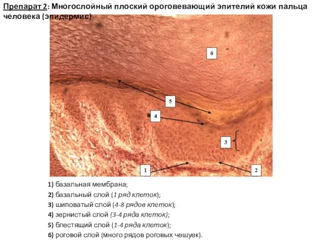 1) базальная мембрана; 2) базальный слой (1 ряд клеток); 3) шиповатый