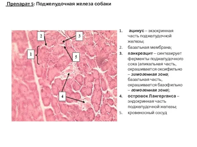 ацинус – экзокринная часть поджелудочной железы; базальная мембрана; панкреацит – синтезирует