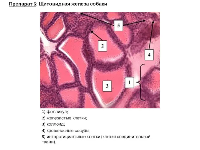 1) фолликул; 2) железистые клетки; 3) коллоид; 4) кровеносные сосуды; 5)