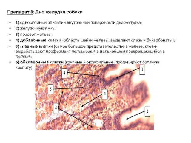 Препарат 8: Дно желудка собаки 1) однослойный эпителий внутренней поверхности дна