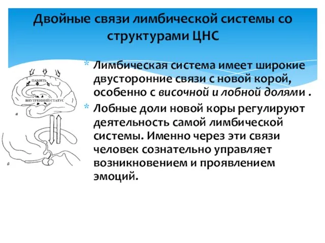 Двойные связи лимбической системы со структурами ЦНС Лимбическая система имеет широкие