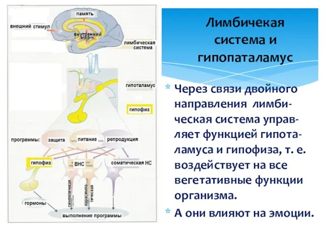 Через cвязи двойного направления лимби-ческая система управ-ляет функцией гипота-ламуса и гипофиза,