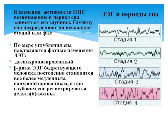 ЭЭГ и периоды сна Изменения активности ЦНС возникающие в период сна