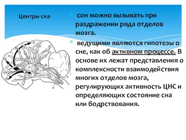 Центры сна сон можно вызывать при раздражении ряда отделов мозга. ведущими