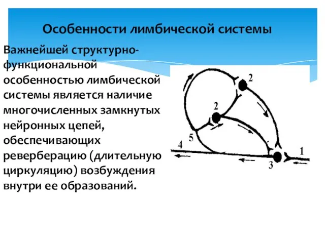 Особенности лимбической системы Важнейшей структурно-функциональной особенностью лимбической системы является наличие многочисленных