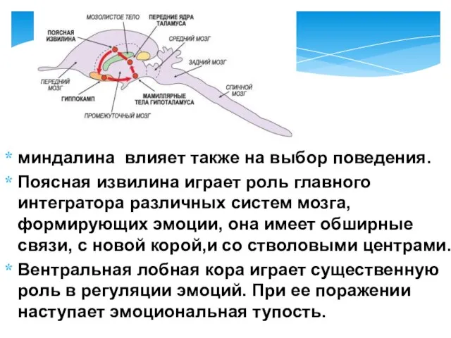 миндалина влияет также на выбор поведения. Поясная извилина играет роль главного