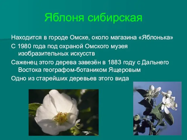 Яблоня сибирская Находится в городе Омске, около магазина «Яблонька» С 1980