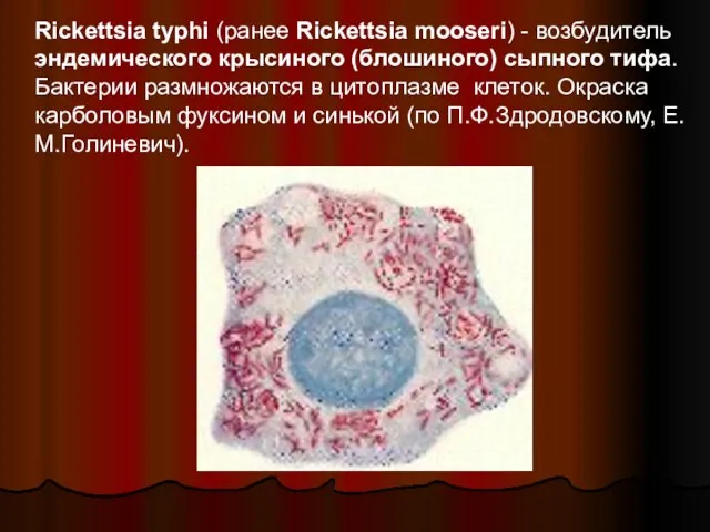 Rickettsia typhi (ранее Rickettsia mooseri) - возбудитель эндемического крысиного (блошиного) сыпного