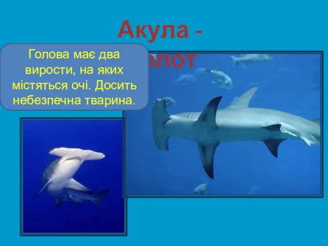 Акула - молот Голова має два вирости, на яких містяться очі. Досить небезпечна тварина.