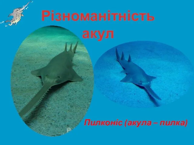 Різноманітність акул Пилконіс (акула – пилка)