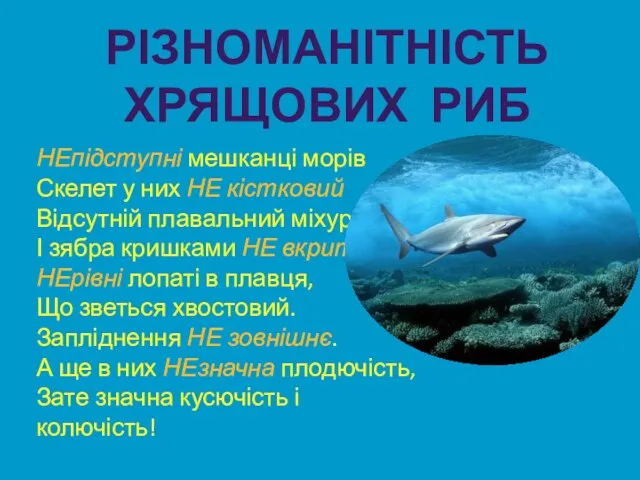 РІЗНОМАНІТНІСТЬ ХРЯЩОВИХ РИБ НЕпідступні мешканці морів Скелет у них НЕ кістковий