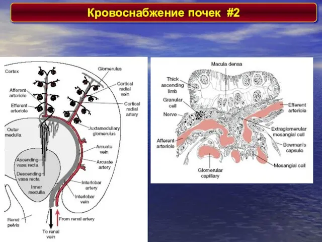 Кровоснабжение почек #2