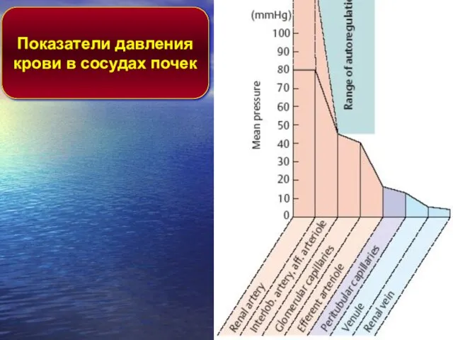 Показатели давления крови в сосудах почек