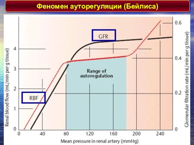 Феномен ауторегуляции (Бейлиса)