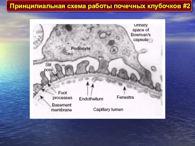 Принципиальная схема работы почечных клубочков #2