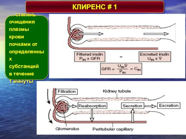 КЛИРЕНС # 1 … степень очищения плазмы крови почками от определенных субстанций в течение 1 минуты
