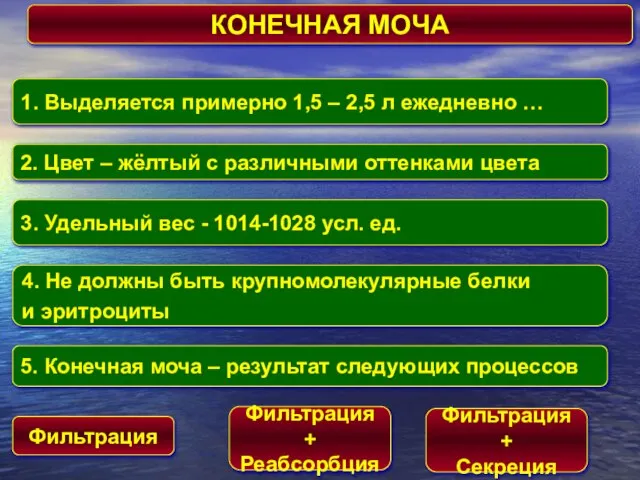 КОНЕЧНАЯ МОЧА 1. Выделяется примерно 1,5 – 2,5 л ежедневно …