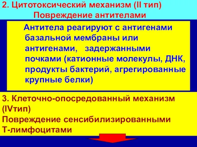 2. Цитотоксический механизм (II тип) Повреждение антителами Антитела реагируют с антигенами